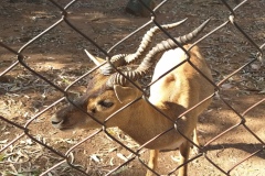 Madanapalle Zoo